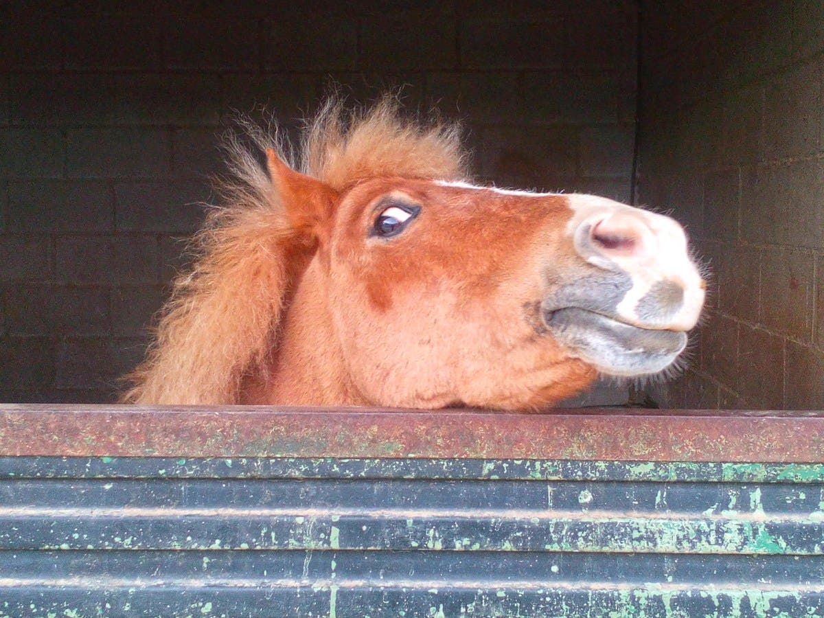 Hysterics at Horse’s Reaction to Meeting a Zebra for First Time