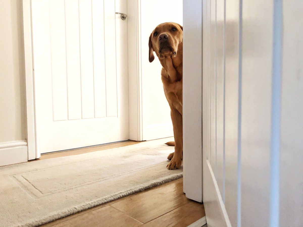 Golden Retriever Doesn&rsquo;t Greet Owner&mdash;Instantly Knows &lsquo;Something Was Wrong&rsquo;
