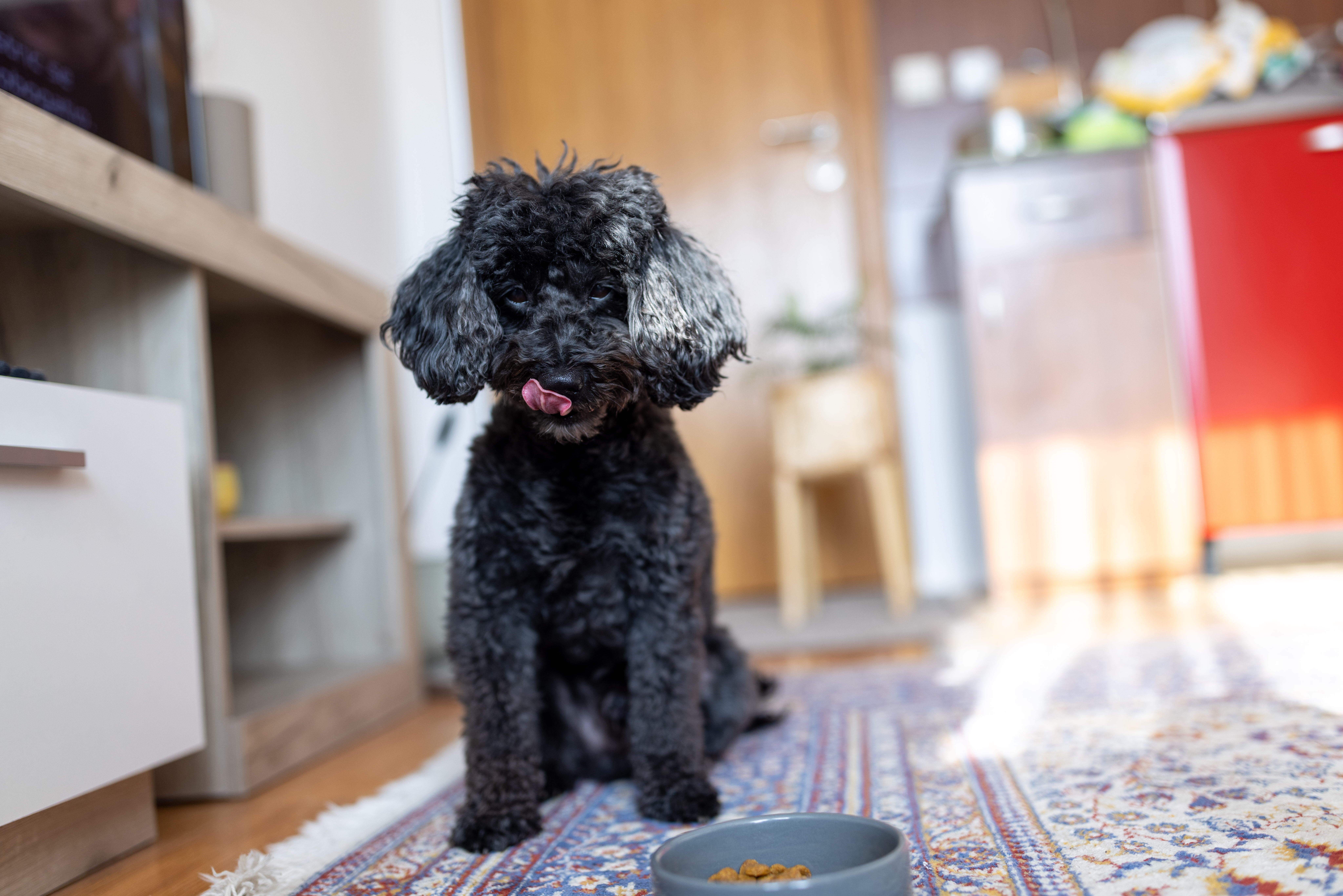 Poodle Faces Hilarious Problem While Eating—Sitters Know Just What