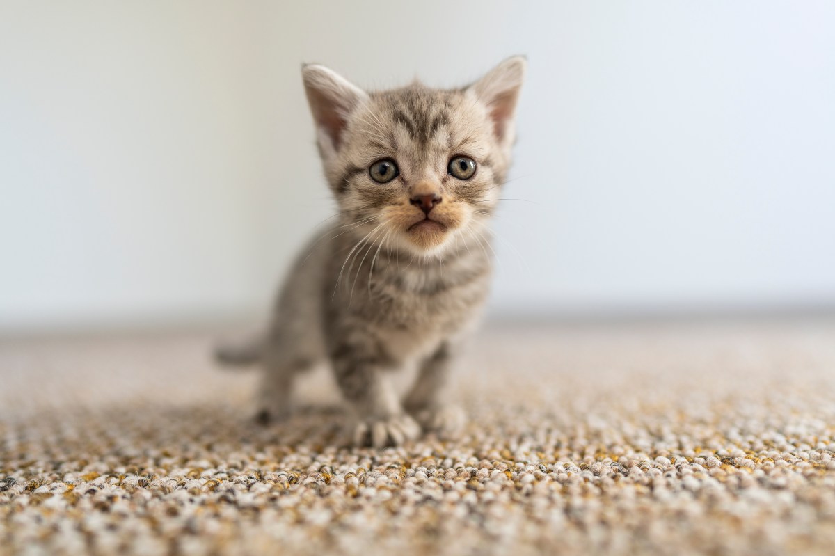 Owner Films Rescue Cat—Not Realizing It’s Their Final Moments Together