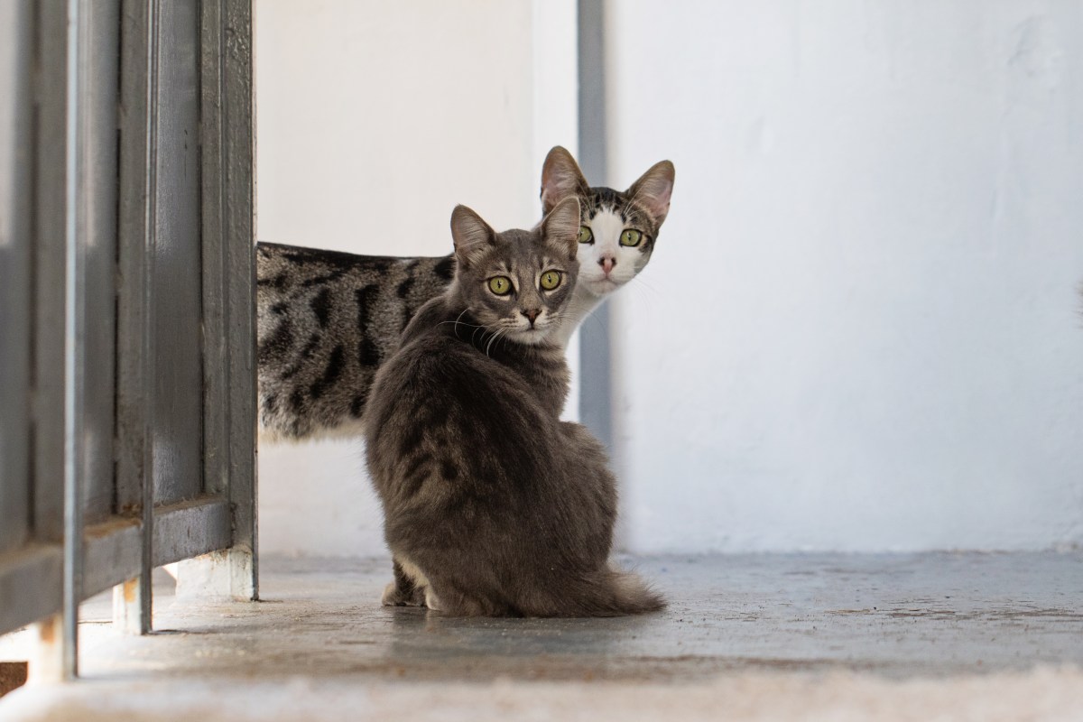 Rescue Kitten Back at Shelter for Vaccines—Then He Spots a Familiar Face