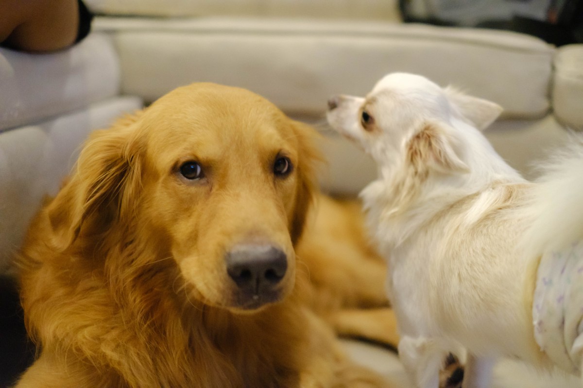 Golden Retriever Family Dog Introduced to New Puppy—Has Priceless Reaction