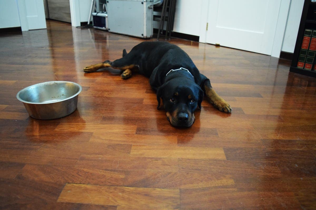 Owners Think Puppy Will Only Eat if They Say Key Word—Doesn't Go To Plan