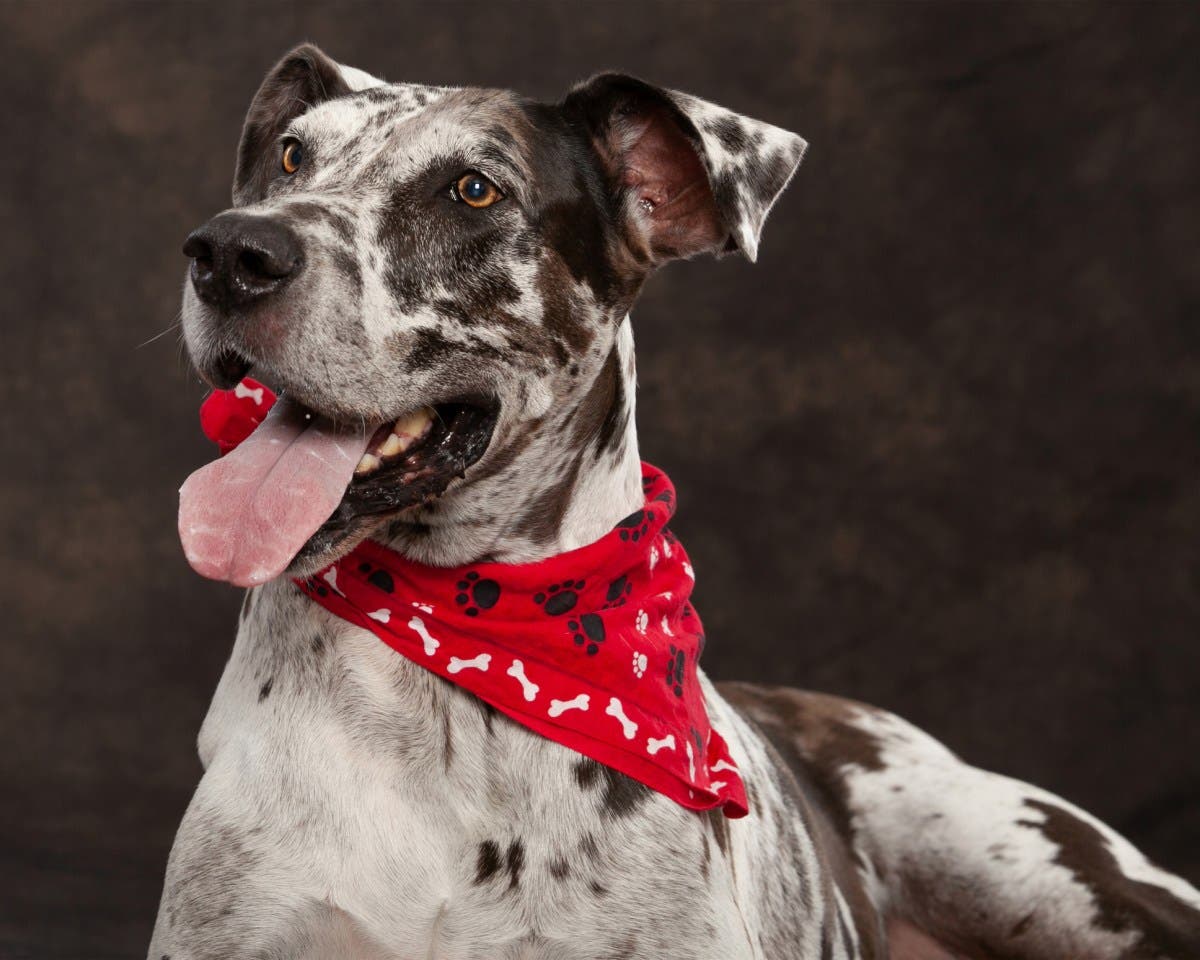 Owner Thinks Dog Is Great Dane Mix, DNA Test Result Leaves His Vet Stunned