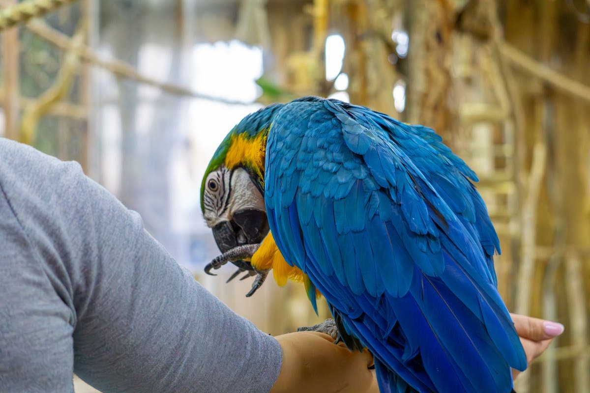 Hearts Melt at 28-Year-Old Parrot Sucking Thumb Like a Baby