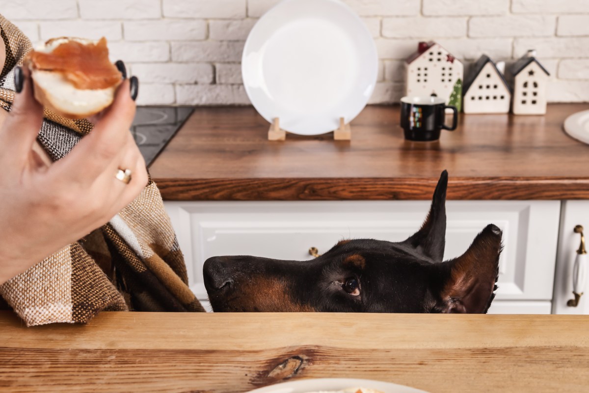 Teen Asked to Dog Sit for Sister—What She Does Has Internet in Hysterics