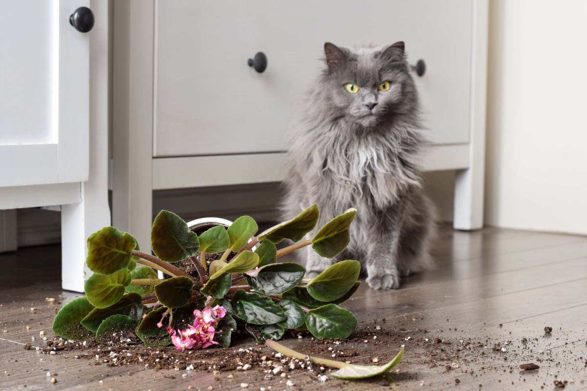 Woman Blames Cat for Messing With House Plant, Then She Sees Who’s in Pot