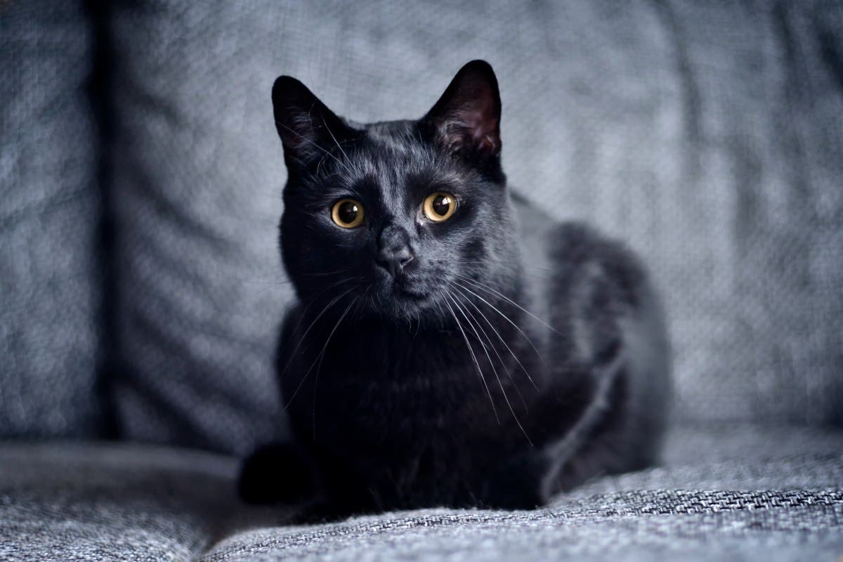 Woman Finds Cat Hit by Car on Sidewalk, Tears at Note Left Next to the Body