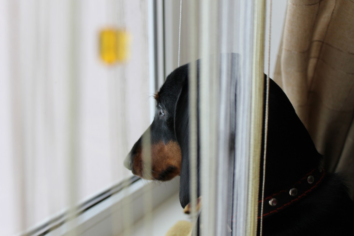 Dachshund Owners Wake Up—Not Ready for What They See in Living Room