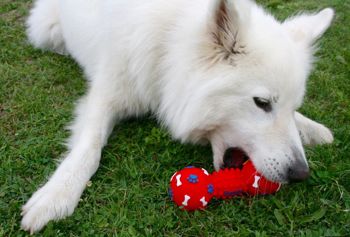 Plastic Dog Toys May Be Harming Pets—and Their Owners