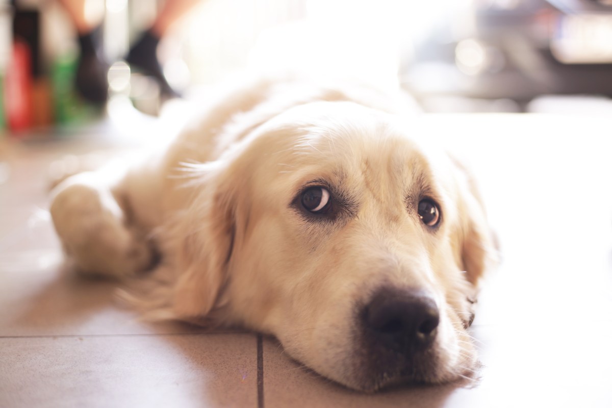 Golden Retriever’s Way To Stop Owner Going To Work Has Internet in Stitches