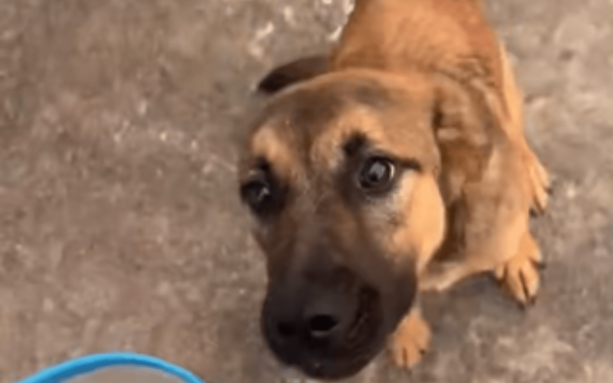 Dog&#039;s Heartbreaking Reaction After Being Abandoned at Gas Station