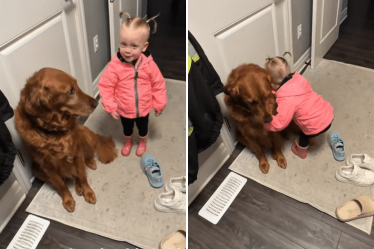 Toddler Says Goodbye to Dog—What She’s Too Shy to Ask Next Melts Hearts