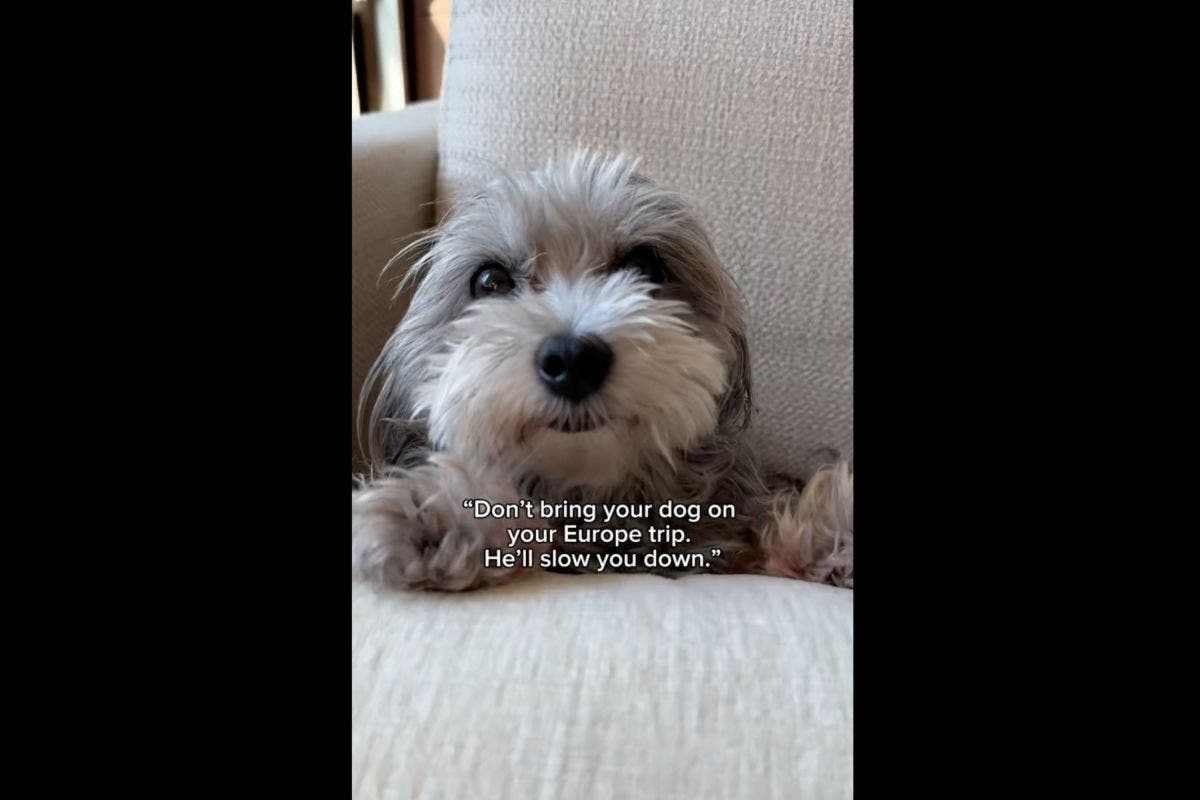 No One Prepared for Face of Tiny Dog on Europe Vacation: ‘His Whole World’