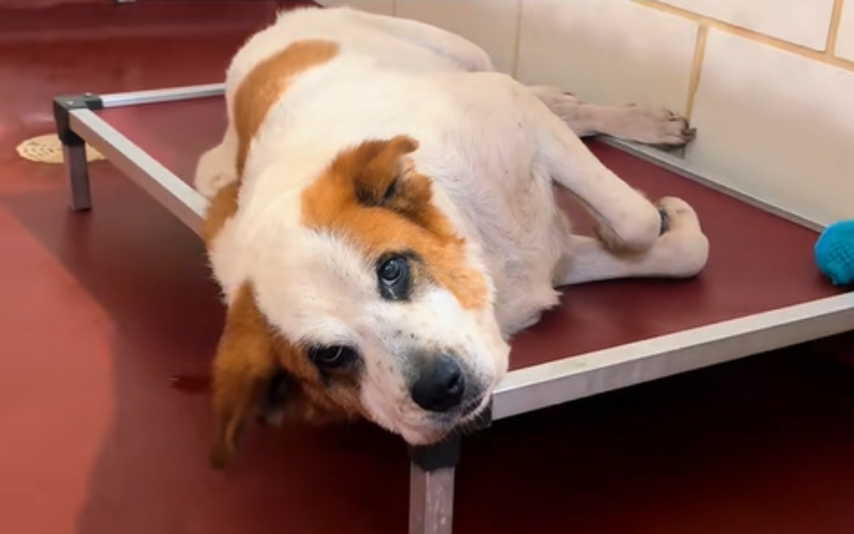 Tears for Senior Dog Abandoned, Tied to a Tree After ‘8 Years of Loyalty’