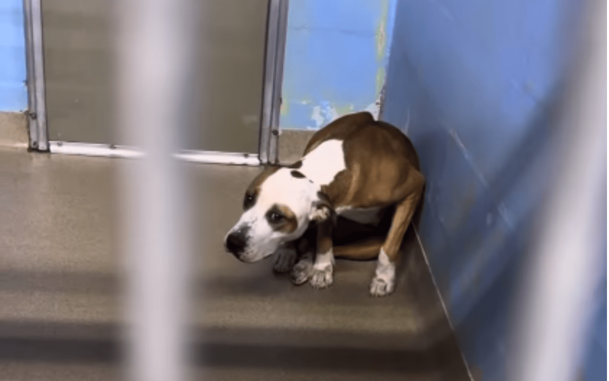 Hearts Break Over Reason Shelter Dog Too Afraid To Come out of Her Kennel
