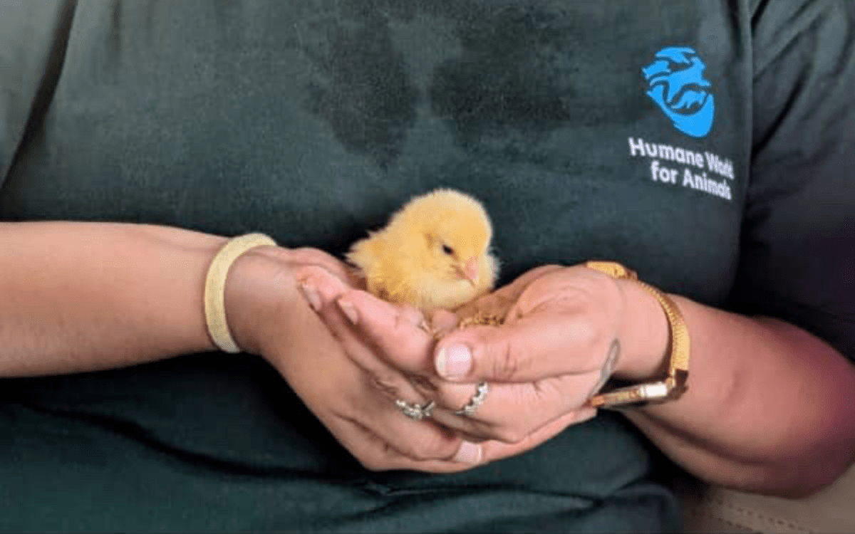 Tiny Chick Found 'Still Alive' in Egg Farm Trash, Woman Knows What To Do