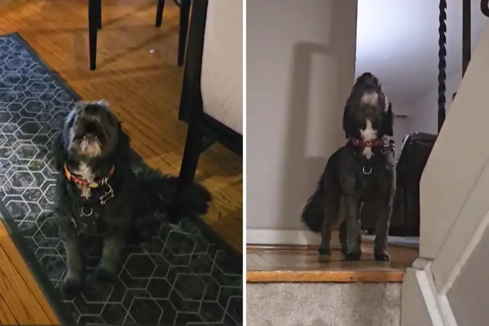 Latest Pet of the Week News & Archive - Newsweek