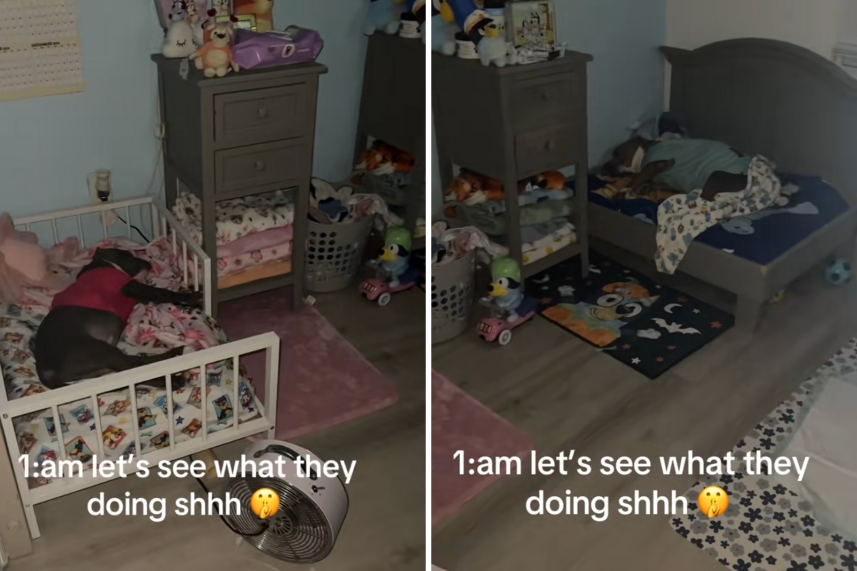 Woman Sneaks Into Dogs' Bedroom at 1 A.M., What They’re Doing Warms Hearts