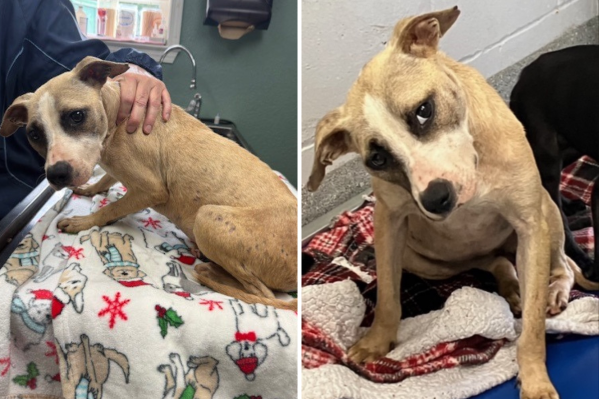 Tears as Rescue Dog Who Was Shot in the Head Likes To Be Cuddled Like Baby
