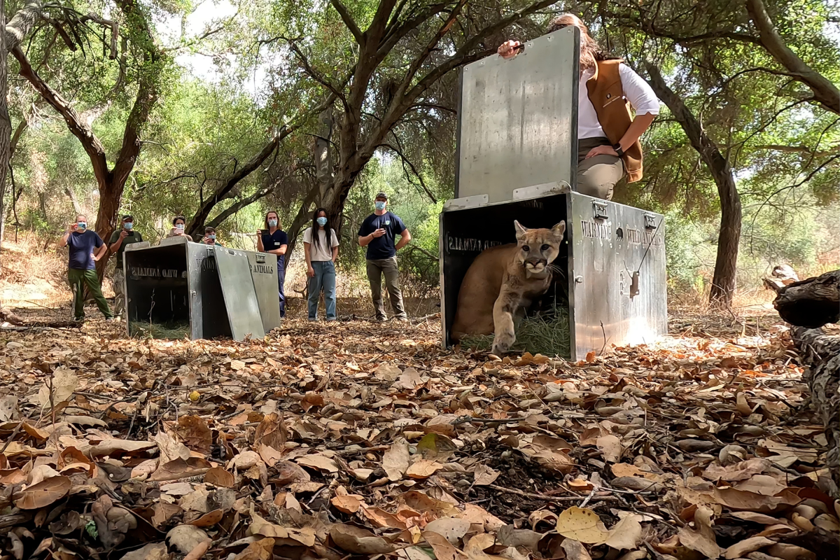 Rescued Orphaned Mountain Lion Cubs Released Back to the Wild