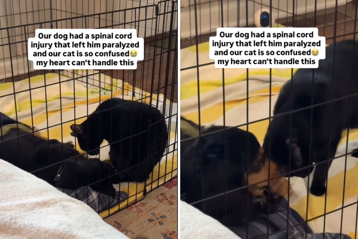 Tears as Injured Dachshund Becomes Paralyzed, but Cat Doesn’t Understand
