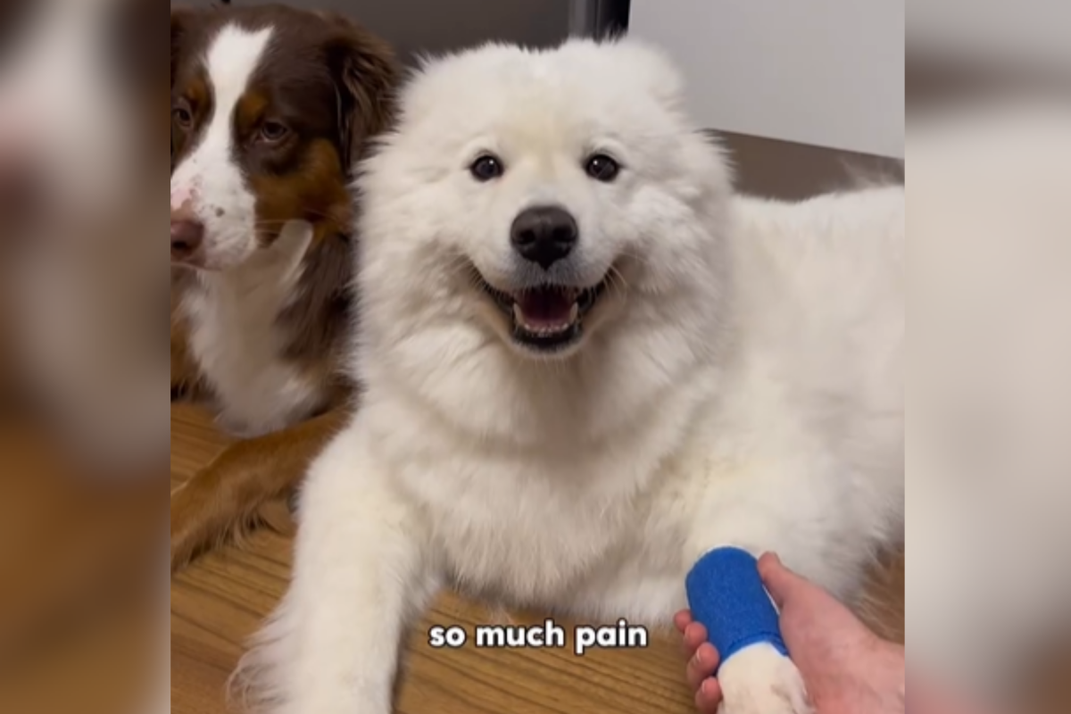 Dog Jealous at Sibling's Attention After Surgery—Knows Just What To Do