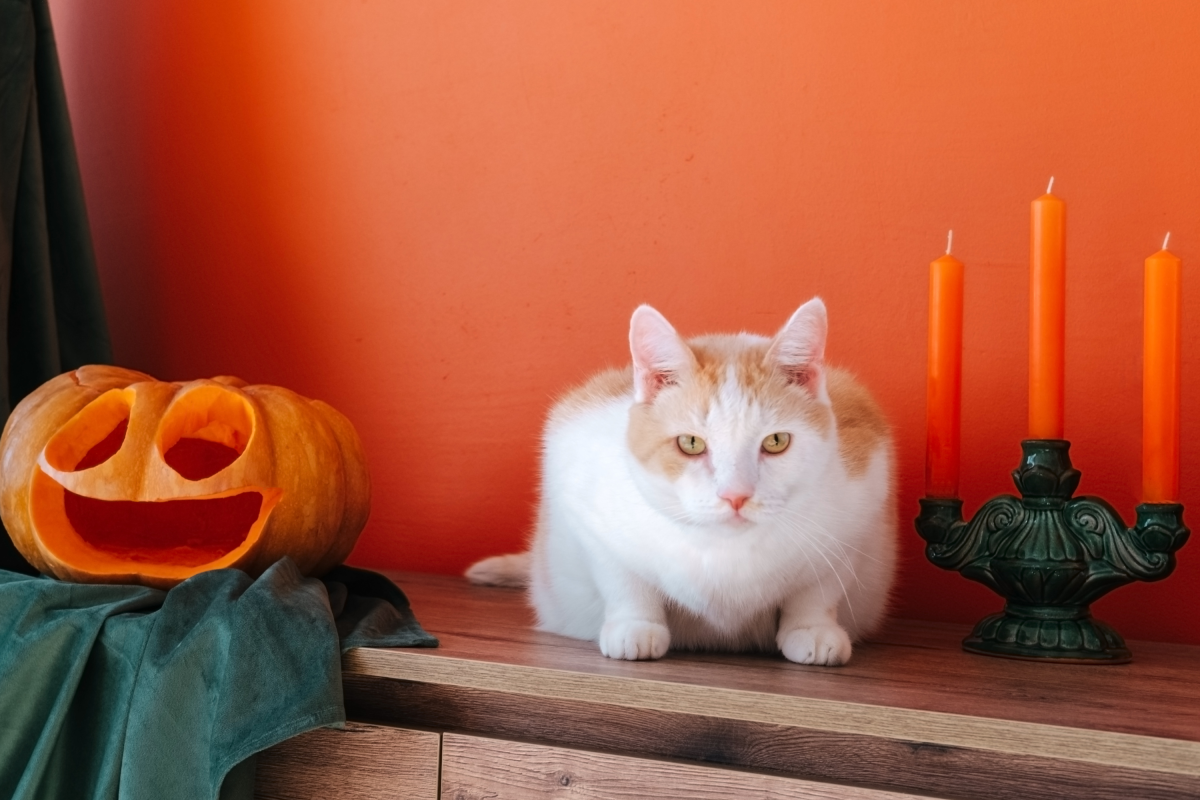 Hilarity at Way Cat Fits in Perfectly With Owners' Spooky Table