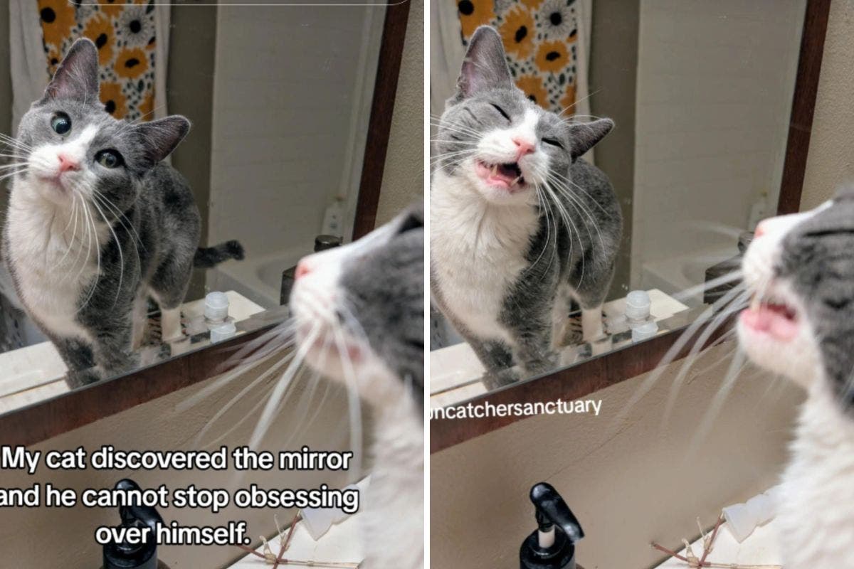Shelter Cat Discovers Reflection, Now Can’t Stop ‘Obsessing Over Himself’