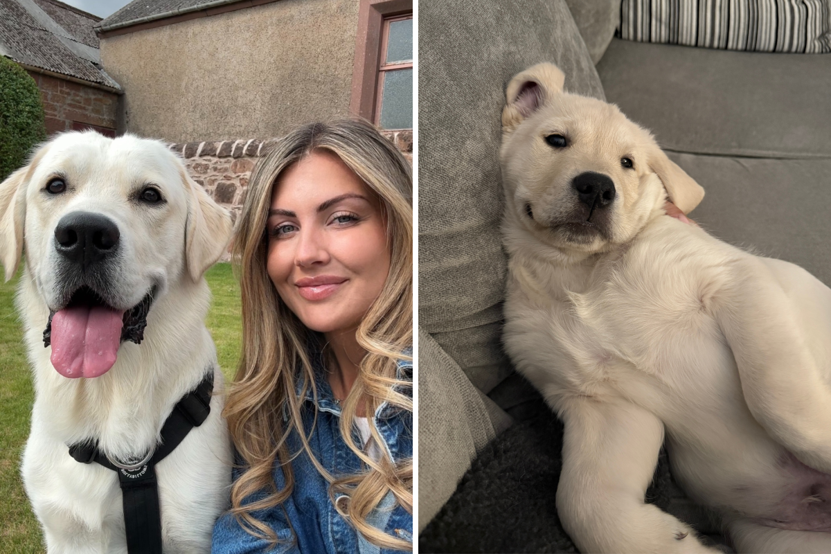 Woman Leaves Golden Retriever Alone—Pet Cam Footage Breaks Her Heart