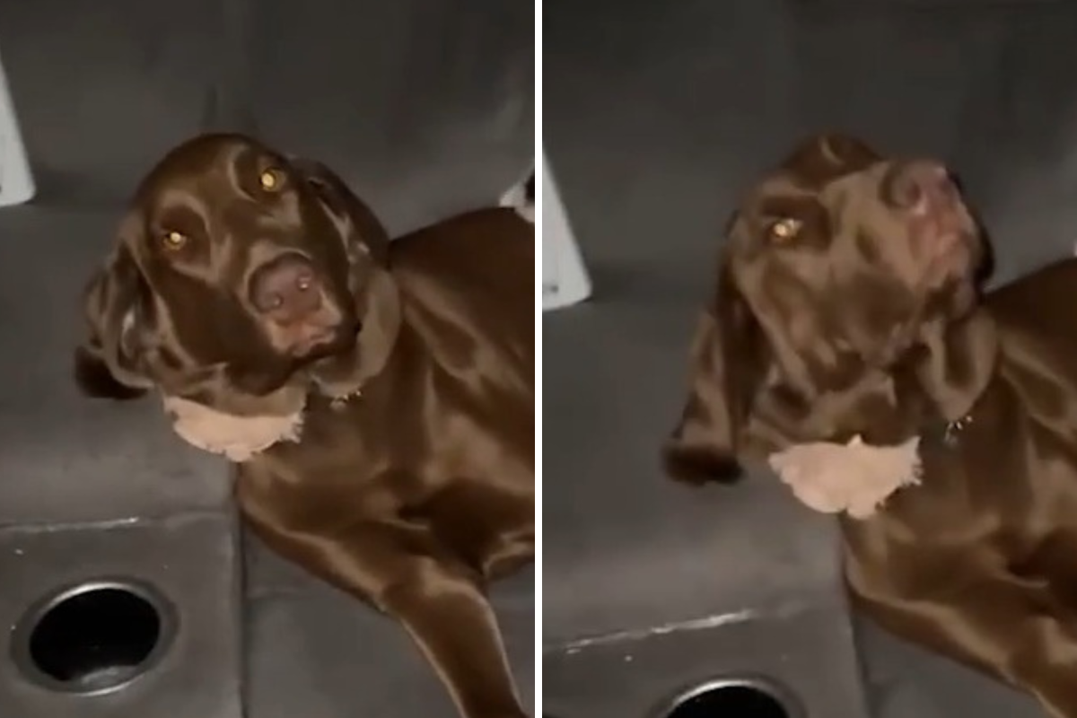 Labrador Lets Kittens Out at Bedtime—Internet Obsessed With Aftermath
