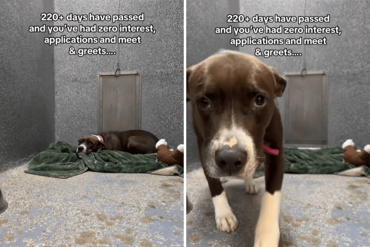 Tears as Dog Found Tied Up With Her Puppies Left in Shelter for 220 ...