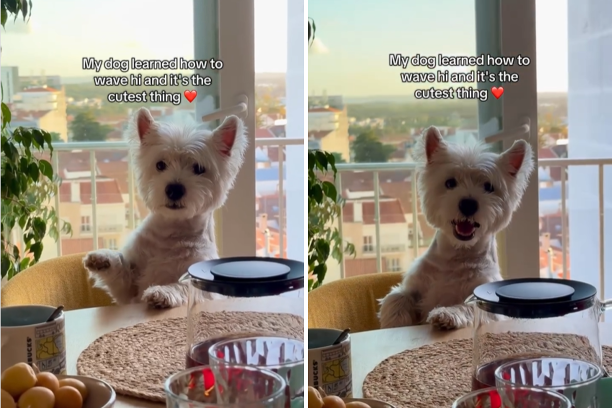 Westie Owners Wave at Dog, Awe at What He Does Back: 'Heart-Stealer Move'