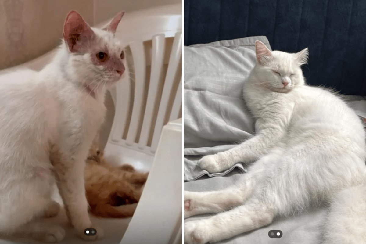 Momma Cat and Kitten Abandoned During Storm in a Box Finds Forever Home
