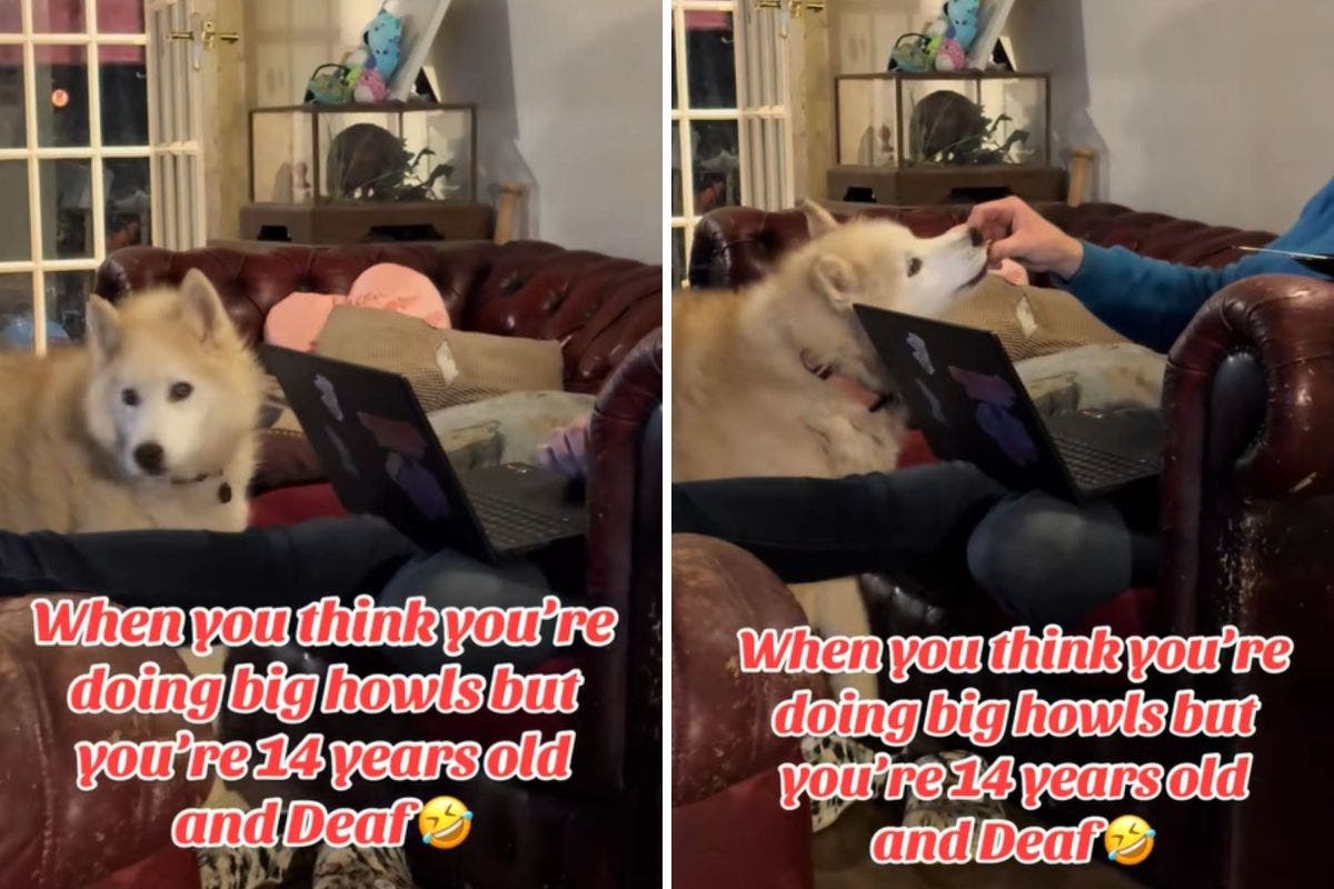 Deaf Husky's Howls Now Silent, But She Still Makes Her Point Loud and Clear