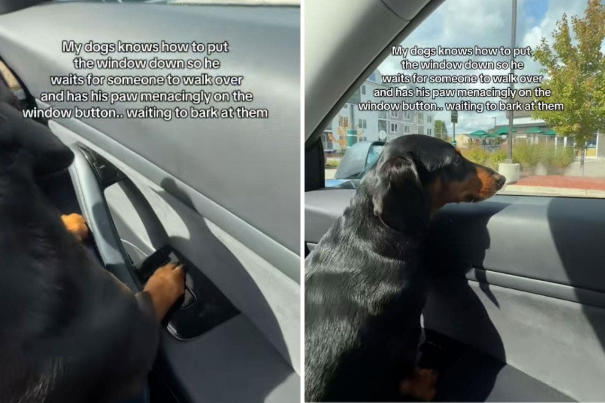 Dachshund Discovers Button to Control Car Window, Then Chaos Ensues