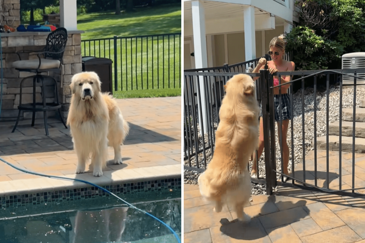 Golden Retriever's 'Obsessed' Reaction When Owner's BFF Visits Melts Hearts