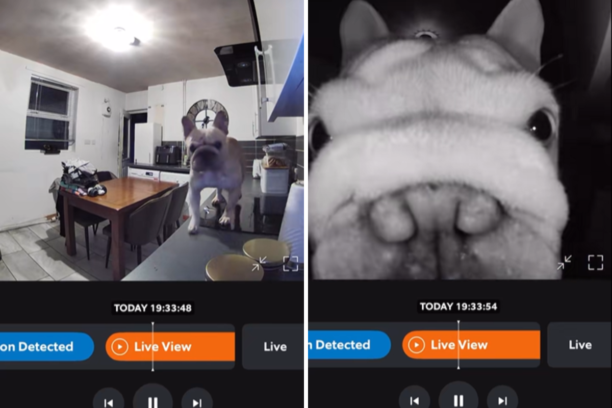 Owners Check Pet Cam—Can’t Believe Where Their French Bulldog Ended Up
