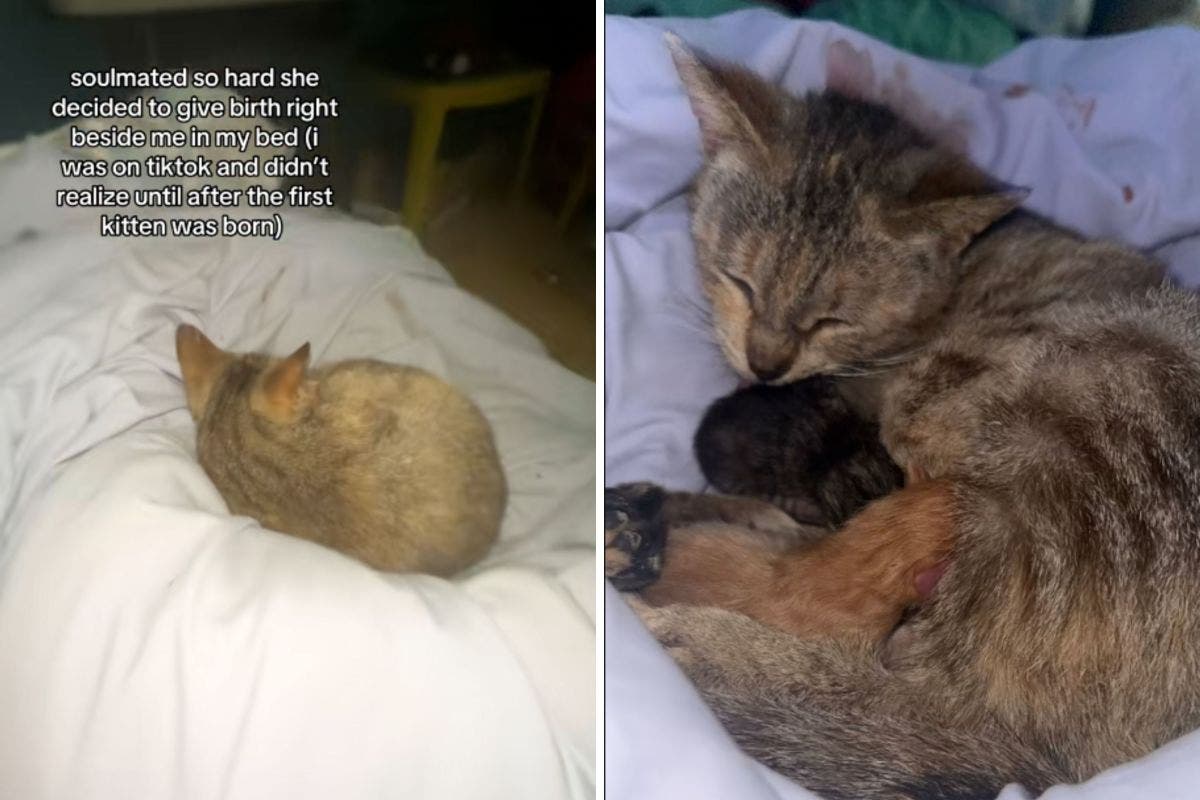 Woman Goes to Bed With Her Cat—Then Realizes They’re Not Alone