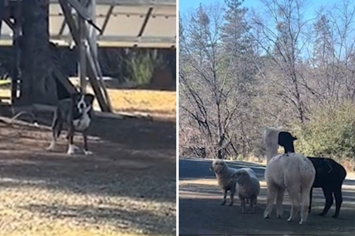 Farm Animals Face Intruder—but They Know Who Will Protect Them