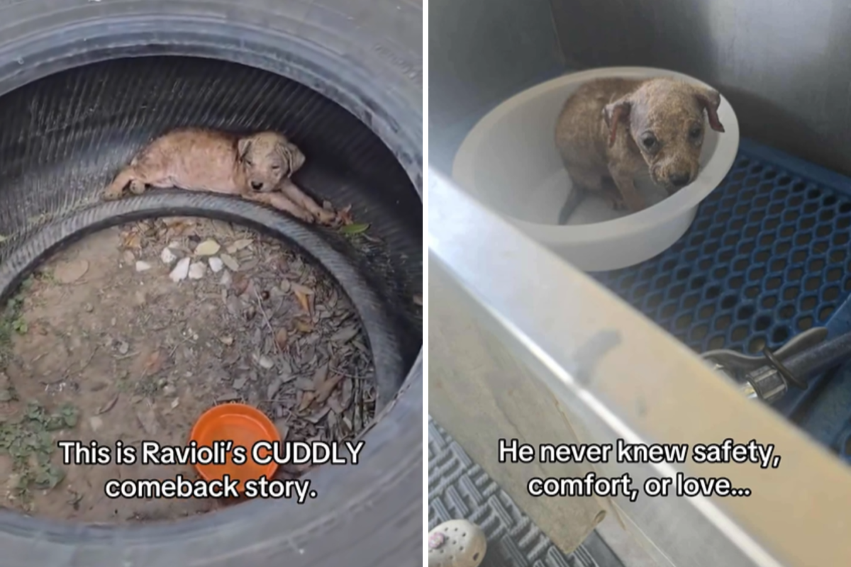 Puppy Left To Die in Burning Hot Texas Tire Finally Knows What Love Is