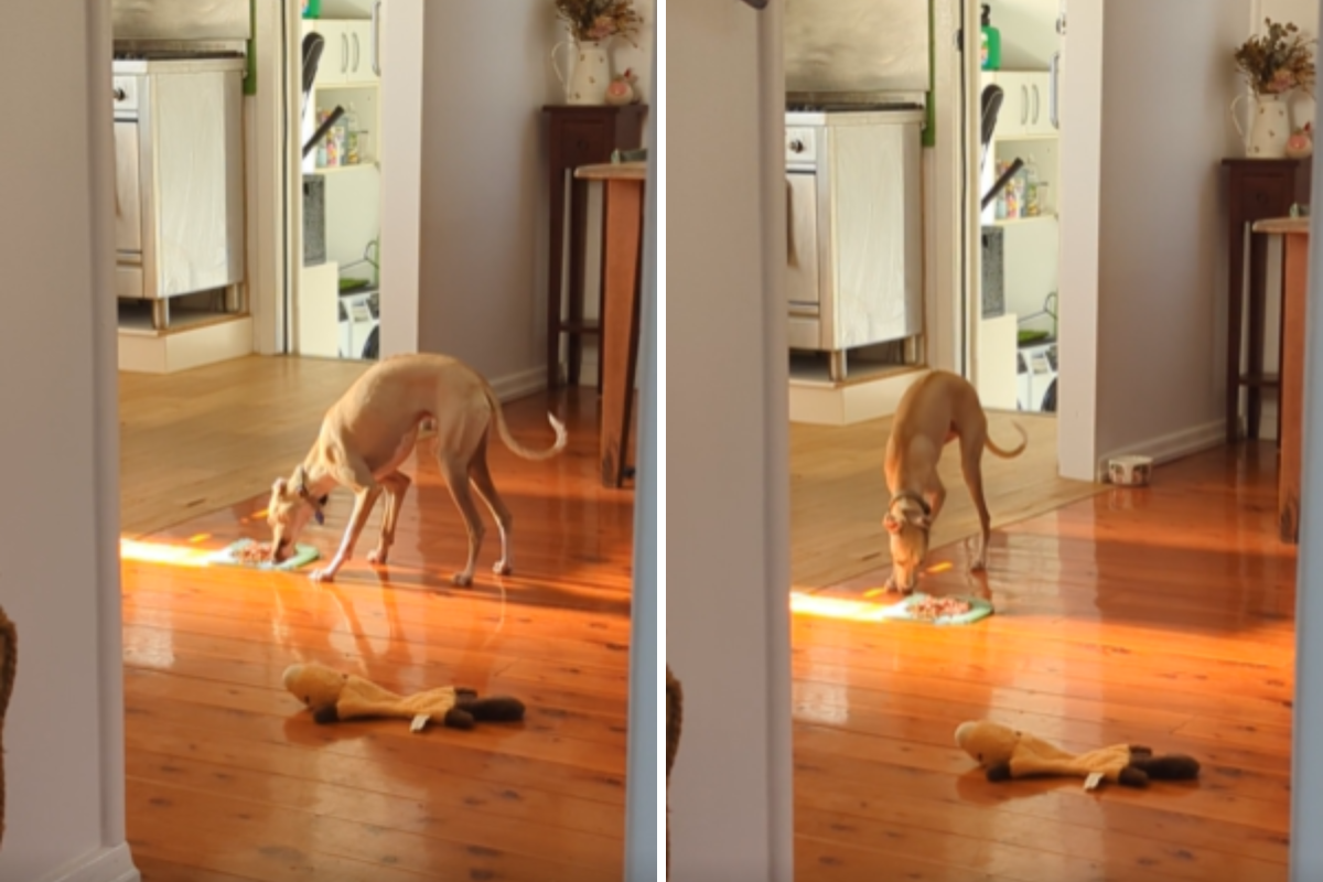 What Dog Does Before Eating Breakfast Each Morning Has Internet in Stitches