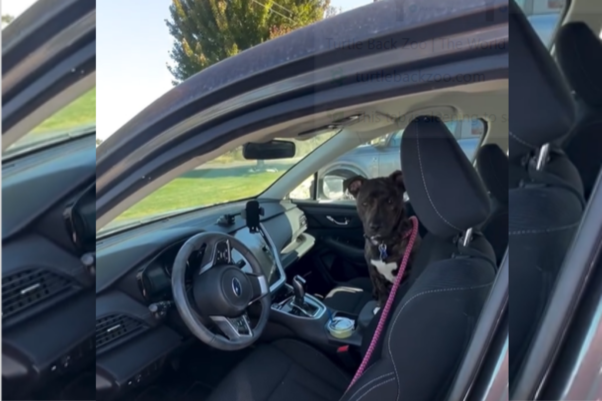 Shelter Volunteer Takes Dog for Fun Day Out—but Now There's a Problem