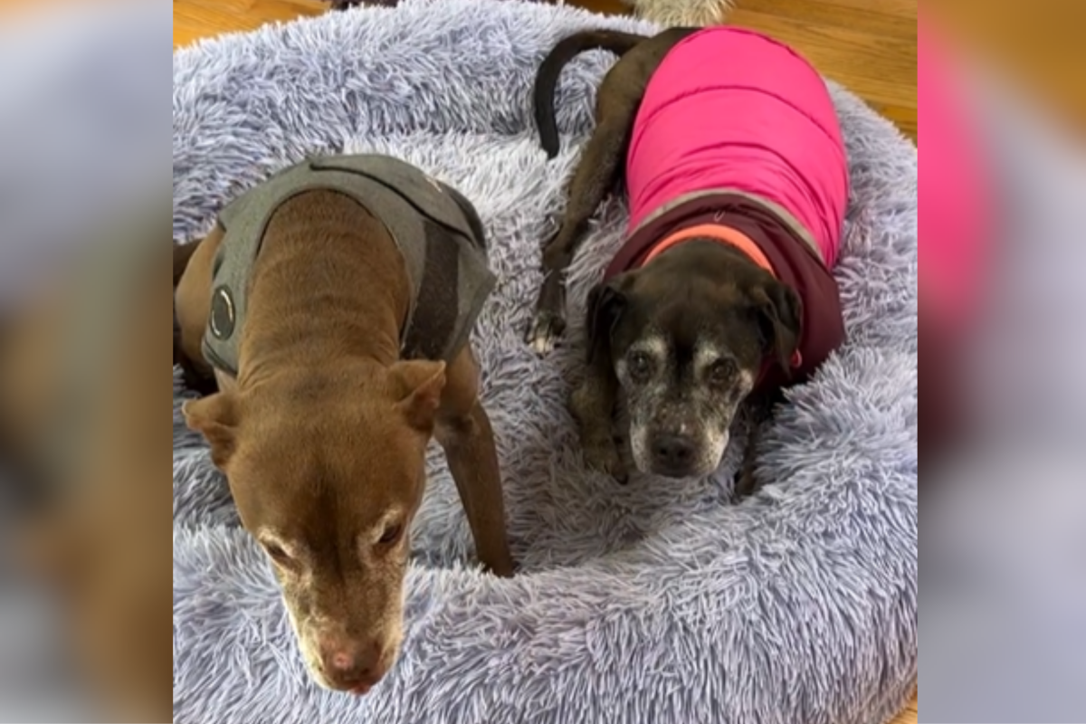 Senior Dog's Moving Gesture for 17-Year-Old Sister Melts Hearts