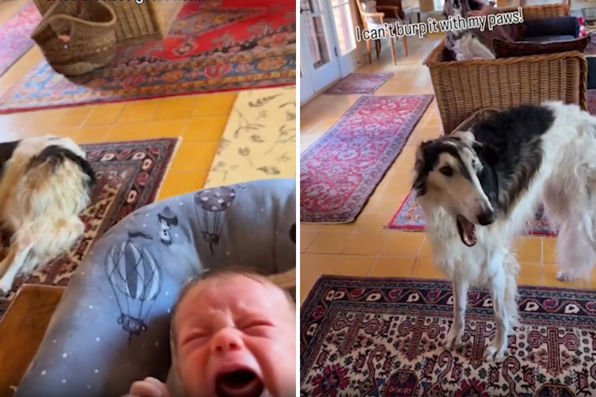 Dog Hears Newborn Brother Cry, Response Goes Viral: ‘Happens at All Hours’