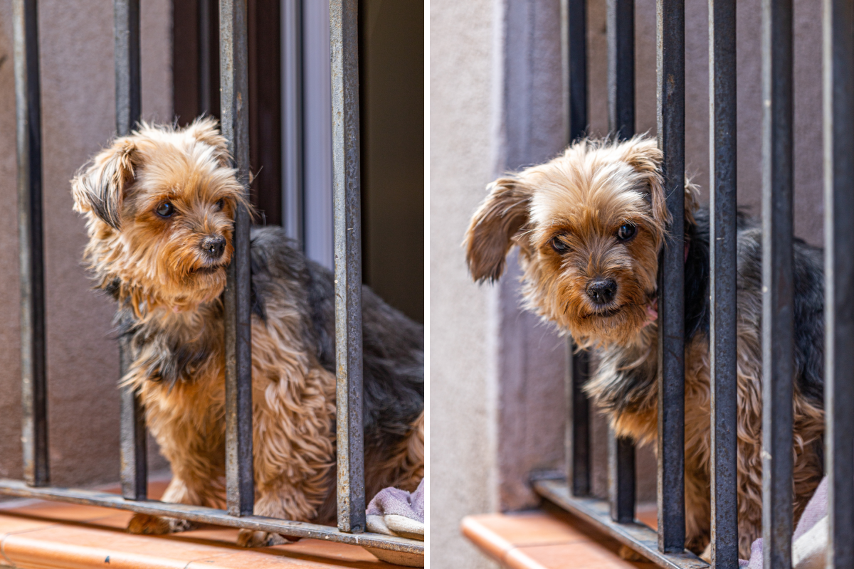 Dog Goes Missing for Two Days, Her ‘Punishment’ Once Found Goes Viral