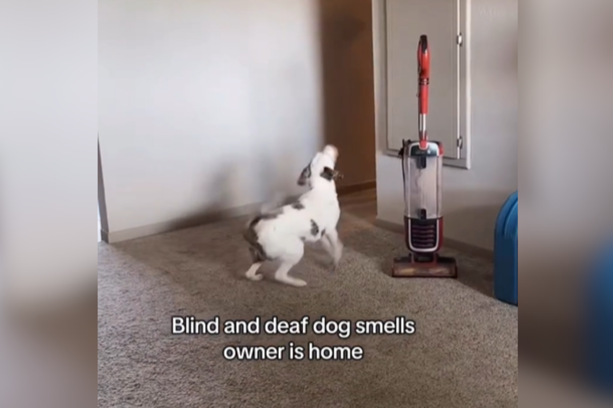 How Blind, Deaf Dog Realizes His Owner Is Back Home Melts Hearts