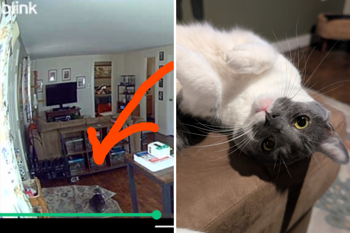 Woman Gets Security Cam—What Her Cat Does When Home Alone Breaks Her Heart
