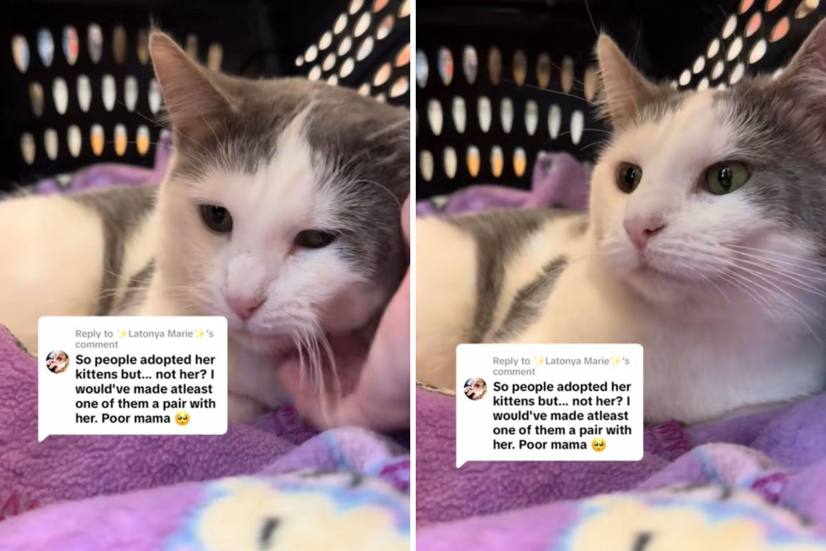 Shelter Cat Watches Kittens Get Adopted—5 Months Later, Her Luck Changes