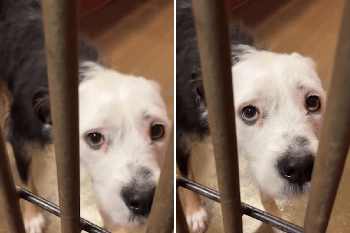 Dog Left Shaking in Shelter After Being Abandoned and Almost Euthanized ...